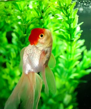 Red cap oranda with pond plants background in a fish tank