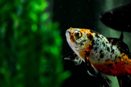 Japanese koi close up