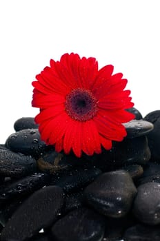 Red gerbera flower on black zen stone over white background
