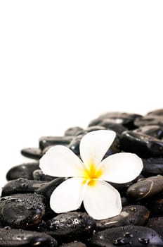 White Plumeria flower on black zen stones with water drops