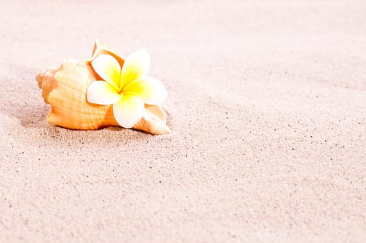 A conch sea shell and a yellow plumeria flower on beach sand