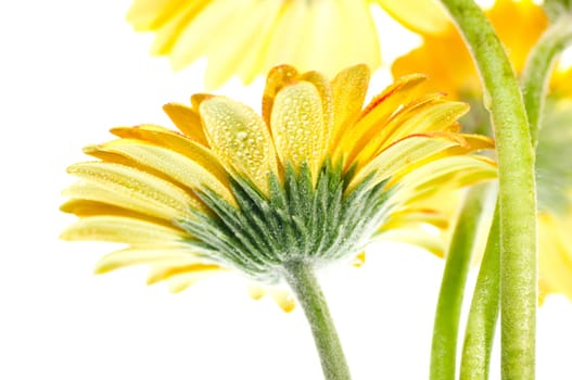 Yellow gerbera flower extreme close up over white
