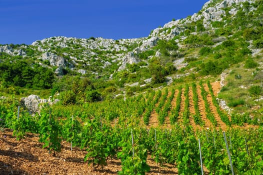 Vineyards, southern coast of Hvar island, west of Sveta Nedjelja, Croatia