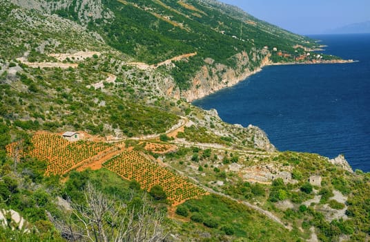 Vineyards, southern coast of Hvar island, west of Sveta Nedjelja, Croatia
