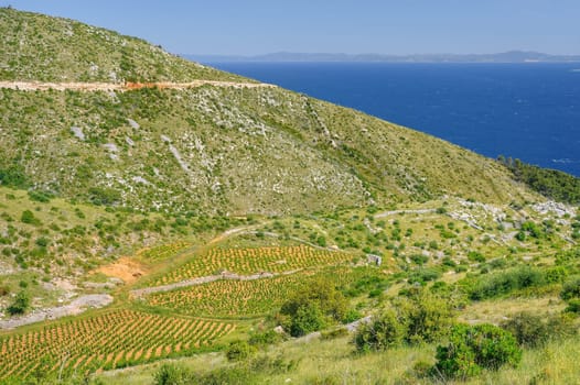 Vineyards, southern coast of Hvar island, west of Sveta Nedjelja, Croatia