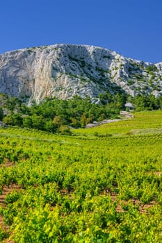 Vineyards, southern coast of Hvar island, west of Sveta Nedjelja, Croatia