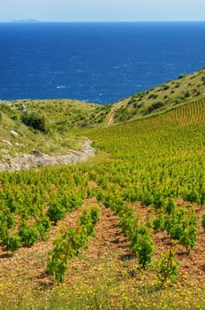 Vineyards, southern coast of Hvar island, west of Sveta Nedjelja, Croatia
