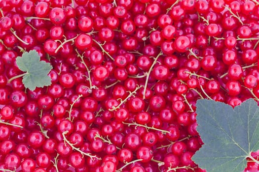 Fresh red currants, natural fruit background