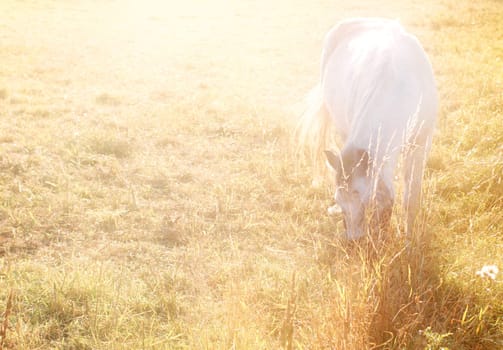 The dreamlike depiction of a white horse grazing in the sunlight.