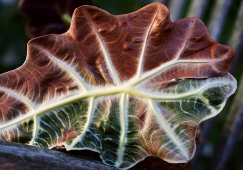 A leaf slowly changing color in autumn by close-up.