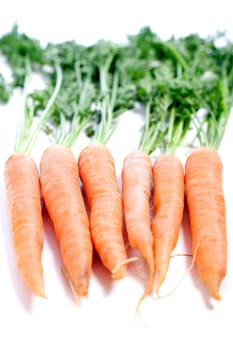 Group of freshly picked carrots with stems
