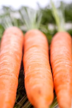 Group of freshly picked carrots with stems