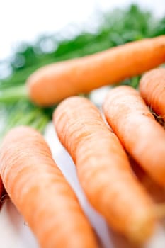 Group of freshly picked carrots with stems