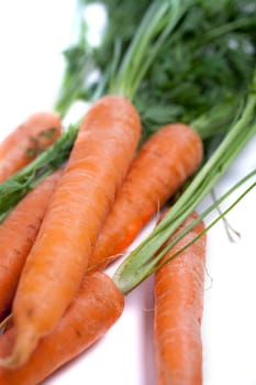 Group of freshly picked carrots with stems