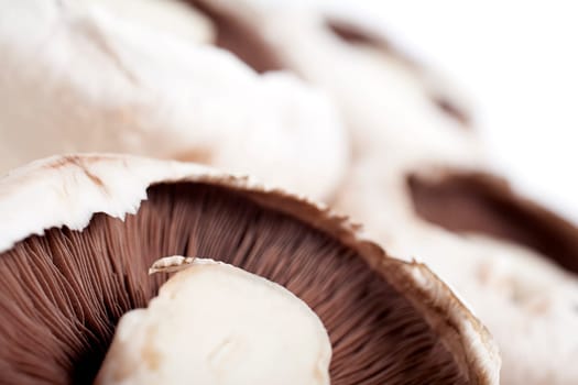 Freshly picked mushrooms