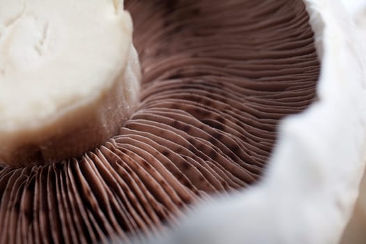 Freshly picked mushrooms