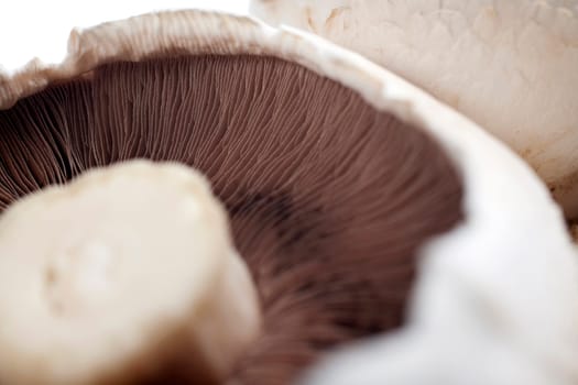 Freshly picked mushrooms