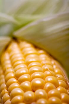 Fresh ripe corn on the cob
