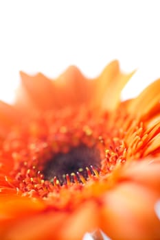 Orange open flower on an isolated white background