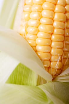 Fresh ripe corn on the cob