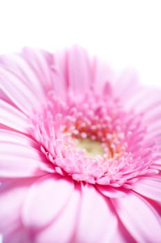 beautiful open purple flower showing the petal detail on an isolated background