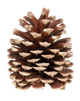 pine cone isolated