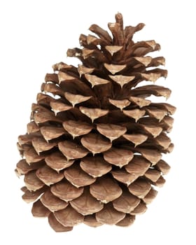 pine cone isolated