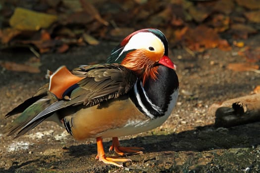 Colours of nature