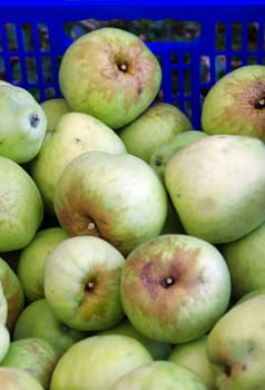 green eco apples