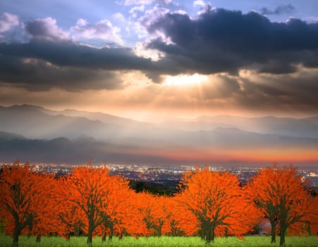 colorful tree with nice sky for adv or others purpose use