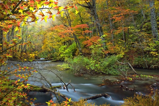 Oirase River at Aomori Japan