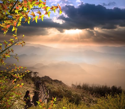 Alishan, gap the top Sunset mexed with nice maple, Taiwan