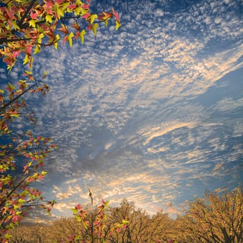 maple with nice sky for adv or others purpose use