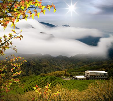 Beautiful tea garden with nice maple and cloud for adv or others purpose use