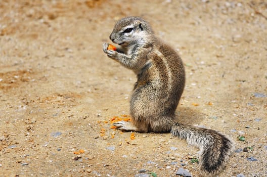 Little Ground Squirrel (Xerus inaurus) Eats Carrot
