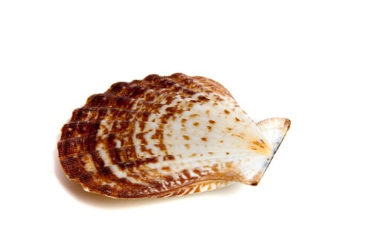 Marine sea shell in a studio setting against a white background