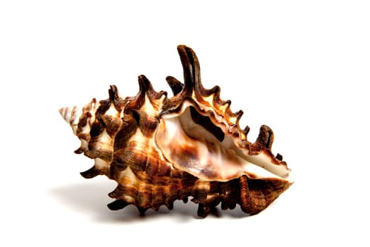 Marine sea shell in a studio setting against a white background