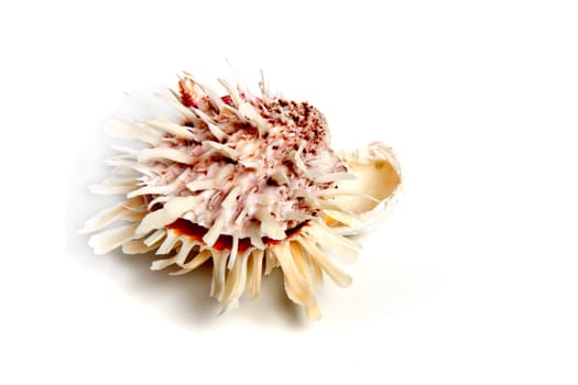 Marine sea shell in a studio setting against a white background
