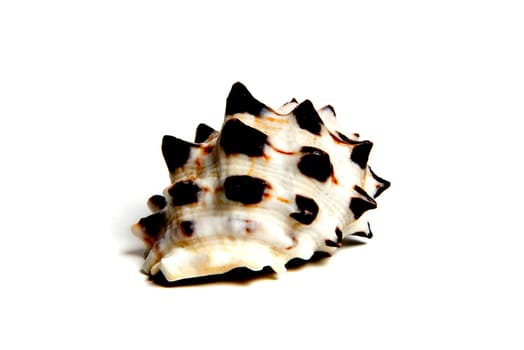 Marine sea shell in a studio setting against a white background