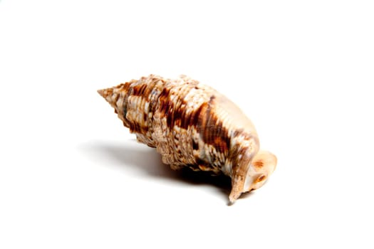 Marine sea shell in a studio setting against a white background