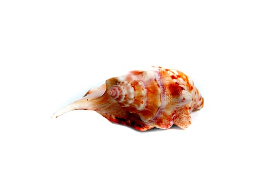 Marine sea shell in a studio setting against a white background