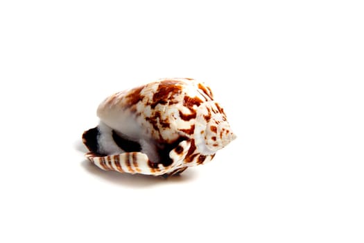 Marine sea shell in a studio setting against a white background