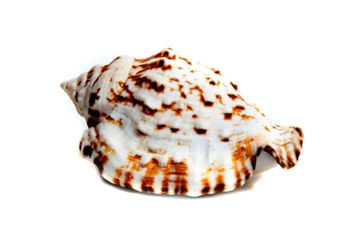 Marine sea shell in a studio setting against a white background