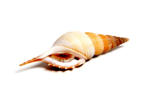 Marine sea shell in a studio setting against a white background