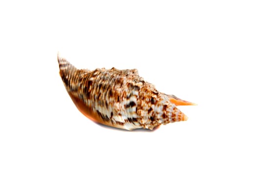 Marine sea shell in a studio setting against a white background
