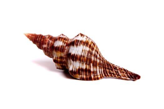 Marine sea shell in a studio setting against a white background
