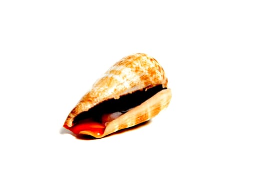 Marine sea shell in a studio setting against a white background