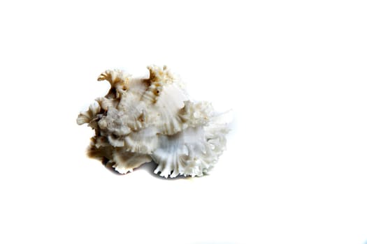 Marine sea shell in a studio setting against a white background