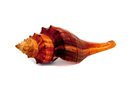 Marine sea shell in a studio setting against a white background