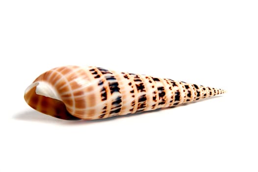 Marine sea shell in a studio setting against a white background